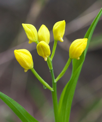 Cephalanthera falcata