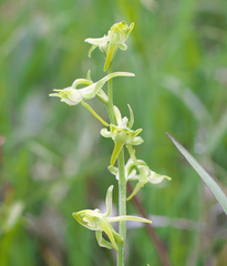 Platanthera oreades