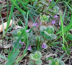 Glechoma hederacea