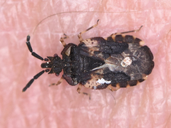 Aradus truncatus