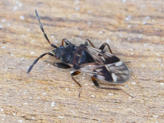 Scolopostethus decoratus