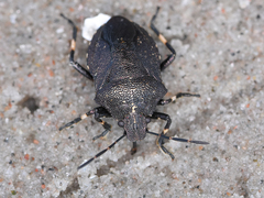 Rhacognathus punctatus