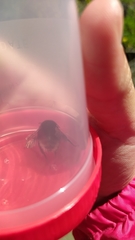 Bombus terrestris canariensis
