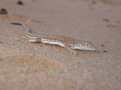 Acanthodactylus dumerilii
