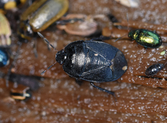 Sehirus luctuosus