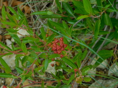 Ceanothus herbaceus