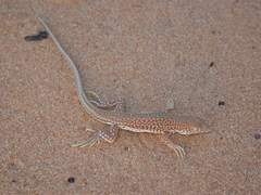 Acanthodactylus dumerilii