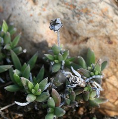 Trichodiadema occidentale