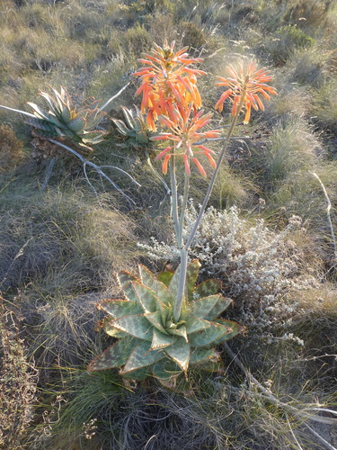 Aloe maculata