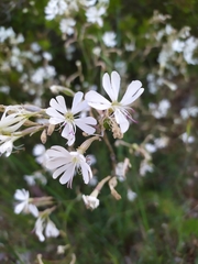 Silene nutans