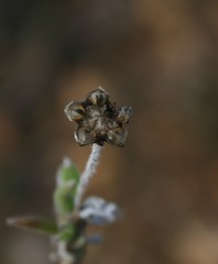 Trichodiadema occidentale