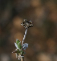 Trichodiadema occidentale