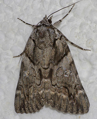 Catocala verrilliana