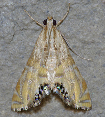 Petrophila daemonalis