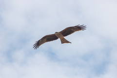 Milvus migrans