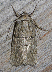 Sympistis induta