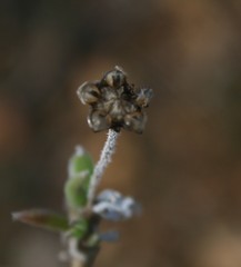 Trichodiadema occidentale