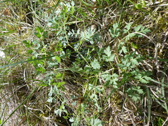 Peucedanum oreoselinum
