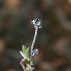 Trichodiadema occidentale