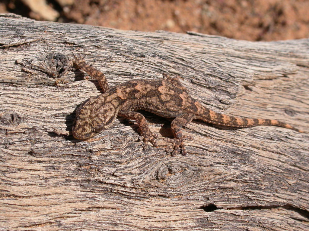 African Wall Gecko