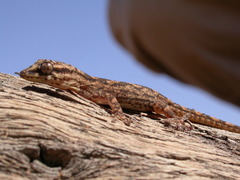 Tarentola hoggarensis