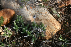 Trichodiadema occidentale