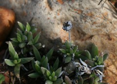 Trichodiadema occidentale