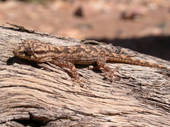 Tarentola hoggarensis