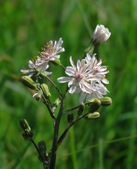 Crepis froelichiana dinarica