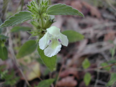 Galeopsis segetum