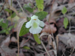 Galeopsis segetum