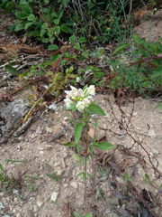 Galeopsis segetum