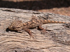 Tarentola hoggarensis
