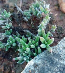 Trichodiadema occidentale