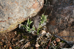 Trichodiadema occidentale