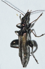 Oedemera basalis