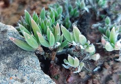 Trichodiadema occidentale