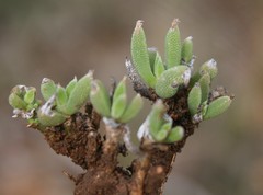 Trichodiadema occidentale