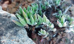 Trichodiadema occidentale