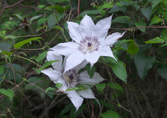 Clematis patens