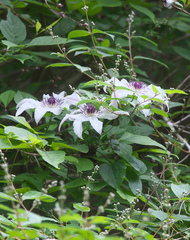 Clematis patens