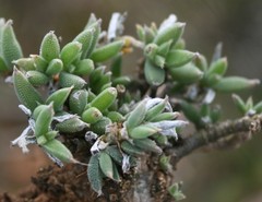 Trichodiadema occidentale