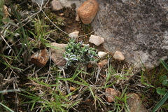 Trichodiadema occidentale