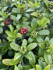 Skimmia
