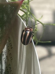 Calligrapha californica coreopsivora