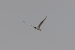 Chroicocephalus ridibundus