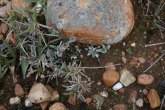 Trichodiadema occidentale