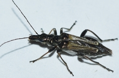 Oedemera basalis