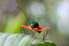 Paryphes
