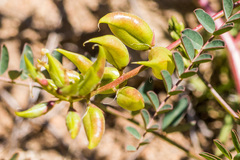 Astragalus deanei